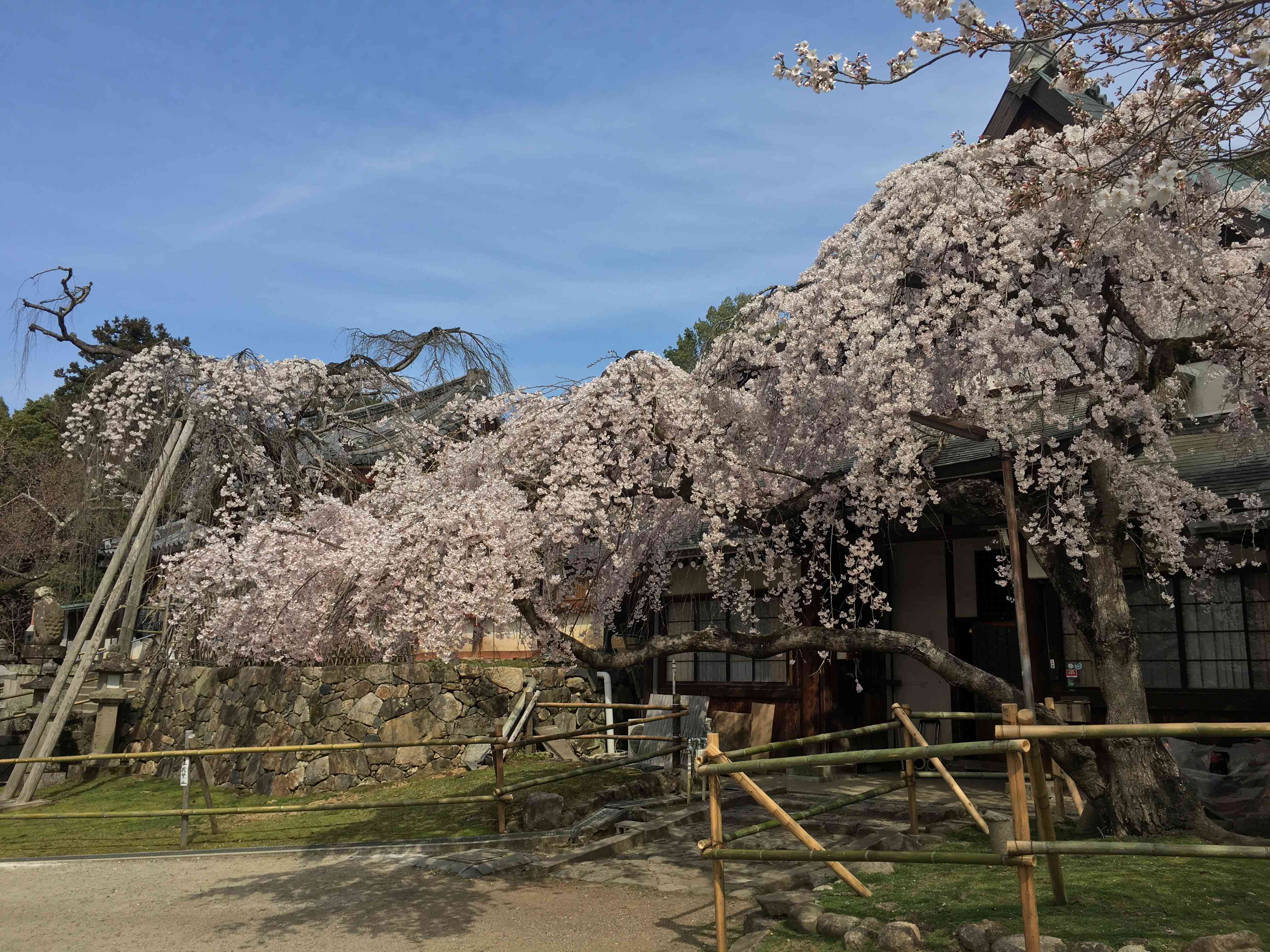 ⛩️ 히무로 신사 이미지 6